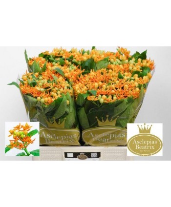 Asclepias Tuberosa Hl. Naranja