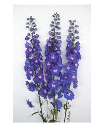 Delphinium Azul  Hl.