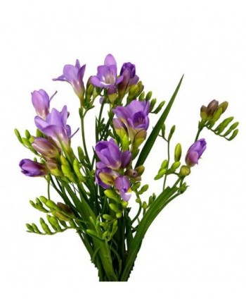 Fresia Malva Ex. Hl.