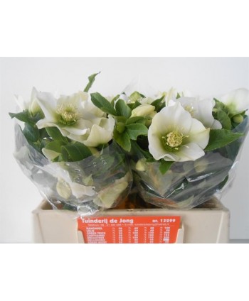 Helleborus Queens Double White Hl.