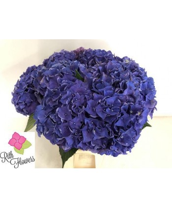 Hydrangea Azul Oscuro Hl.