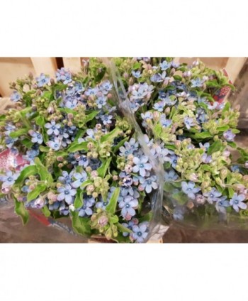 Oxypetalum Caeruleum Hl. Azul