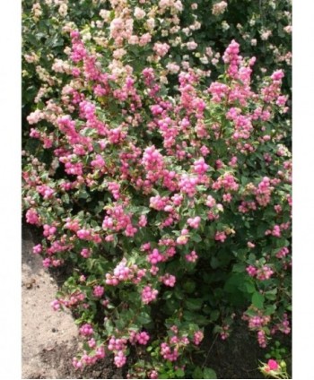 Symphoricarppos Rosa Hl.