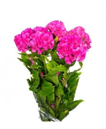 Celosía Cristata Nac. Fucsia