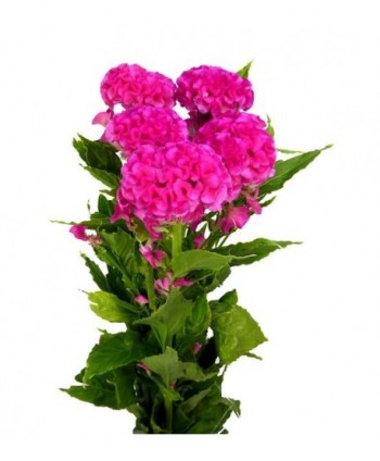 Celosía Cristata Nac. Rosa