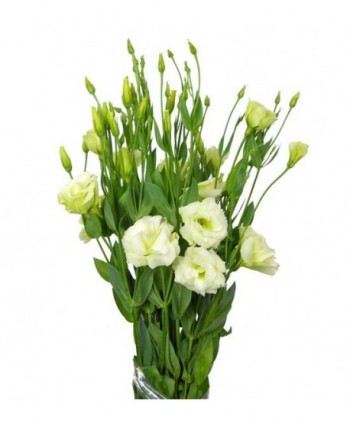 Lisianthus Crema Nac. Ex.